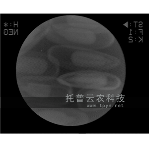 種子活力測定儀