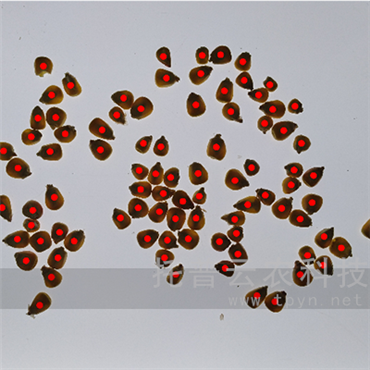 小麥畝穗數(shù)測(cè)量系統(tǒng)