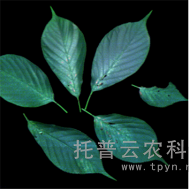 高光譜植物數(shù)字表型采集分析系統(tǒng)