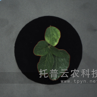 溫室型高通量植物表型采集分析平臺