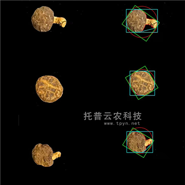 食用菌表型采集分析系統(tǒng)