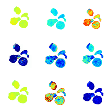 食用菌表型采集分析系統(tǒng)