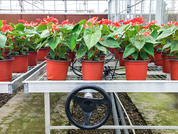 托普云農(nóng)全自動托管式溫室大棚紅掌種植區(qū)域