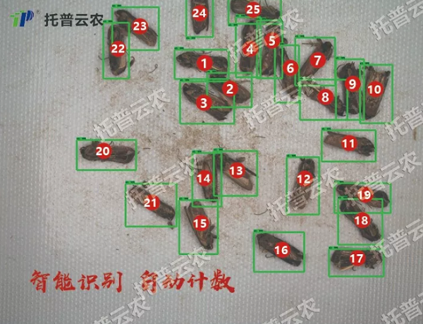 蟲情監(jiān)控系統(tǒng)自動(dòng)識(shí)別計(jì)數(shù)