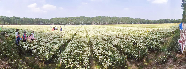 道地藥材數(shù)字化應(yīng)用發(fā)布，杭白菊產(chǎn)業(yè)迎來數(shù)字化變革