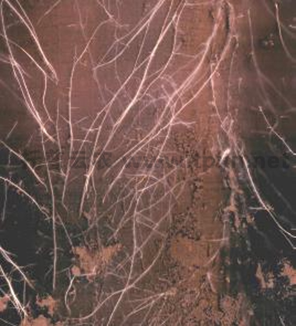 根系生長(zhǎng)監(jiān)測(cè)系統(tǒng)