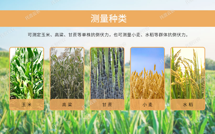 活體抗倒伏測(cè)量?jī)x可測(cè)量作物