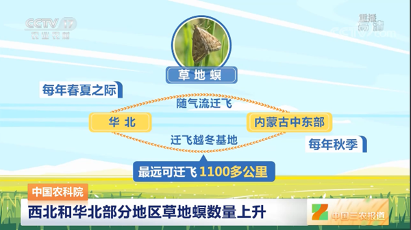 多地迎來草地螟遷飛活躍期,布好防控確保糧食穩(wěn)產(chǎn)增收