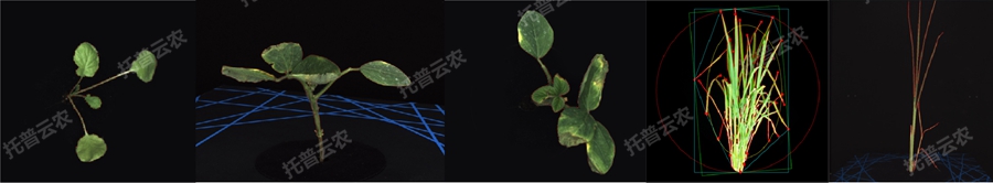 逆境模擬及植物生長監(jiān)測平臺(tái)-2維