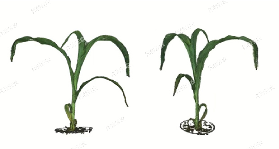 逆境模擬及植物生長監(jiān)測平臺(tái)-3維