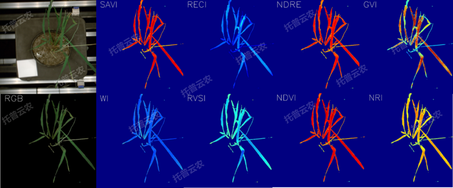 逆境模擬及植物生長監(jiān)測平臺(tái)-高光譜成像與指數(shù)分析結(jié)果