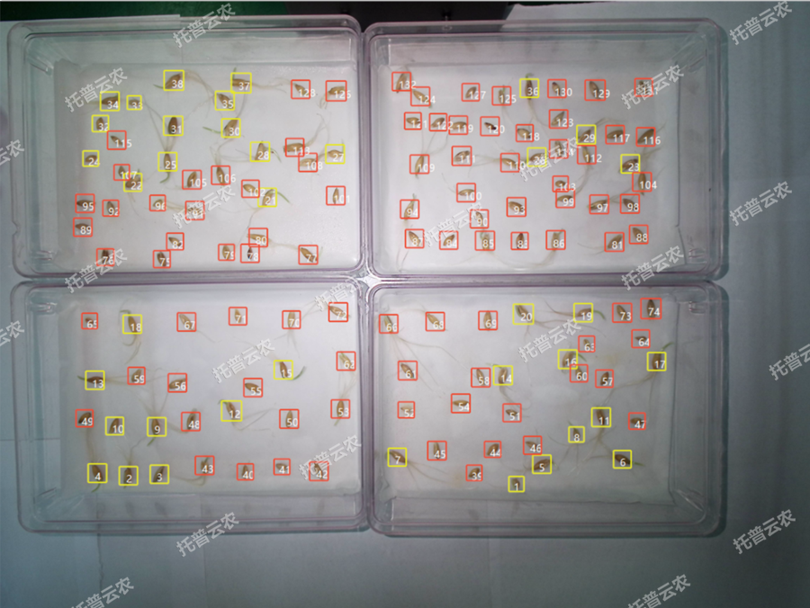 發(fā)芽率識(shí)別